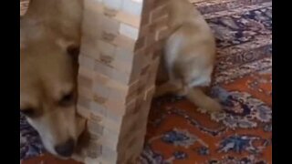 Cão adotado mostra talento inusitado em jogo de Jenga
