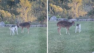 Friendly dog really wants to play with rescue deer