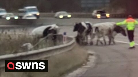Traffic brought to halt on motorway after herd of COWS decided to walk down M62