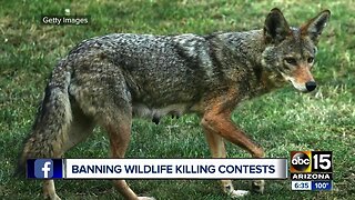 Arizona Game and Fish moves to ban coyote killing contests