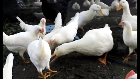 Ducks and Chickens eating Romaine Lettuce