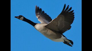 Two Canadian Geese fly over beautiful Estuary towards Mt Snowdon