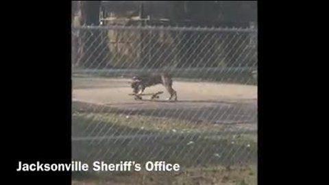 Officer catches dog skateboarding in Northwest Jacksonville