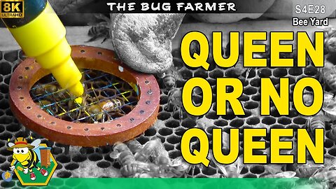 Queen OR NO Queen | Screen Combine Results #bees #insects #beekeeping #beekeeping101