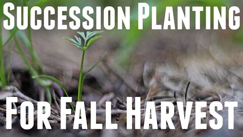 How to Succession Plant for a Continuous Fall Harvest - Grow Zone 5