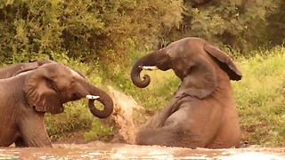 Clumsy Elephant Makes Unsuccessful Attempt To Get Out Of Water