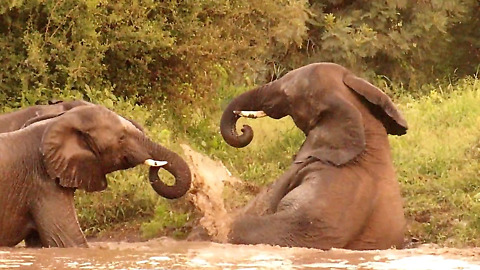 Clumsy Elephant Makes Unsuccessful Attempt To Get Out Of Water