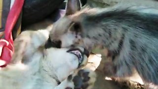 Lion cub playfully wrestles with hyena pup