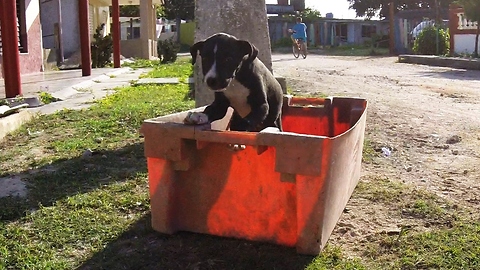 Tourists find stray Cuban puppy in a trash bucket