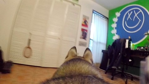 GoPro Camera on my Husky Left Home Alone!