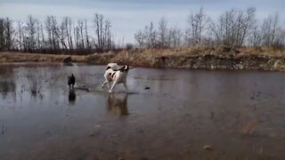 Dogs play a lively game of fetch into a marsh