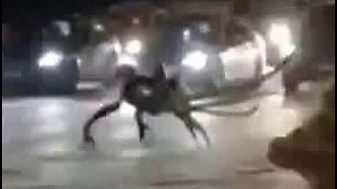 Insectoid Creature captured on camera in Mexico