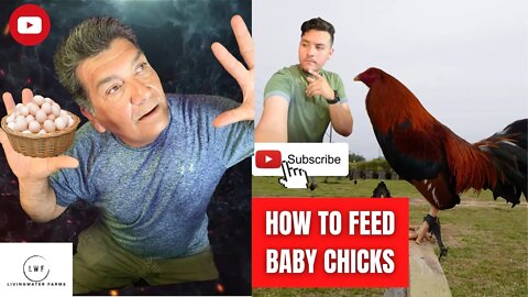 HOW TO MIX FEED FOR BABY Chicks // Gamefowl Hatchery UPDATE