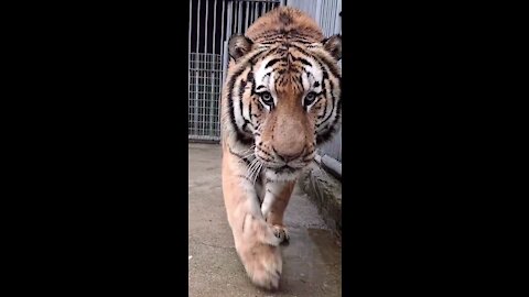Giant tiger weight 250 kg