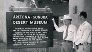 Desert Museum is Tucson's top attraction and Absolutely Arizona