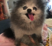 Pomeranian communicates through grumbles and intense stares