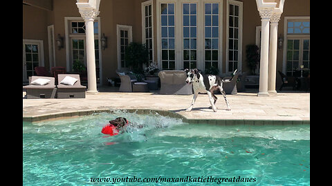 Great Dane Puppy GSP Pointer Have Fun in the Pool with the Jollyball