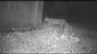 Bobcat walking by. Browning Strike Force trail cam