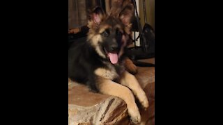 German Shepherd Toby - First Bath