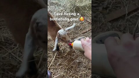 Sweet Annabelle taking her morning bottle #babygoat #bottlebaby #farmlife