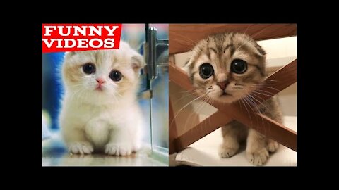baby cats-cute and funny cat videos compilation