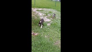 Slo-mo doggos