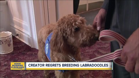 Labradoodle creator regrets dog breeding trends