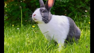 Village Home Rabbits