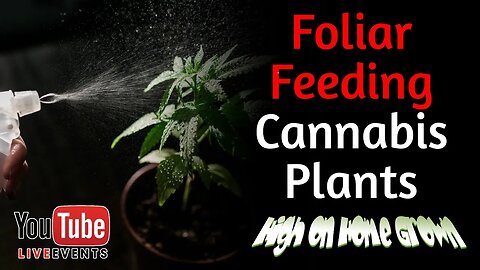 3k Subs Special, Huge Giveaways | Foliar Feeding Cannabis Plants | Cannabis News | Episode 156