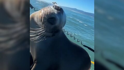 Adorable moment sea lion pup climbs onto lifeguards jet ski