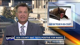 Meridian bat tests positive for rabies