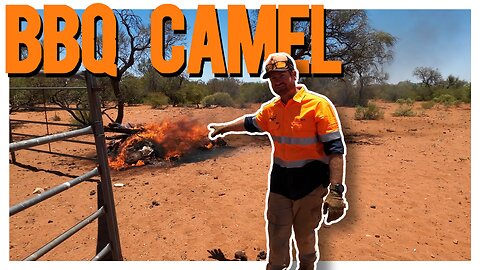 Outback Problem-Solving: Camels, Bore Woes, and Muster Prep!