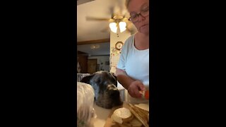 Great Dane "Helps" Owner Prepare Dinner