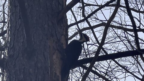 Pileated Wood Pecker is back 10