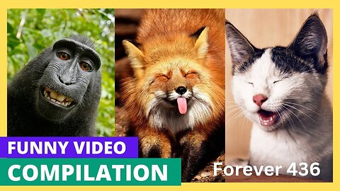 TRY NOT TO LAUGH😹 Ultimate Funny Animals Videos & Cute Pets Compilation😂 #funnydogs #funnyanimals