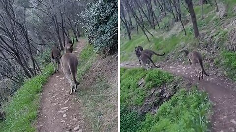 Man has the pleasure to run with kangaroos in Australia