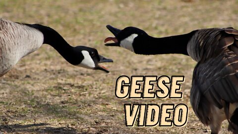 Canada Geese Sound Effects Video By Make By Kingdom Of Awais