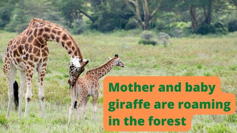 Mother and baby giraffe are roaming in the forest