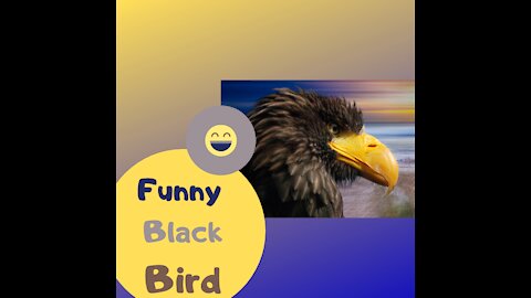 Funny Black Bird in nature