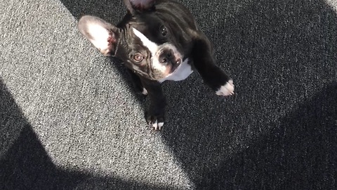 French Bulldog puppy learns how to wave
