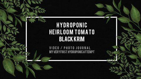 First Hydroponic Tomato Black Krim