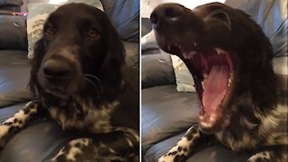 Puppy has the squeakiest yawn ever