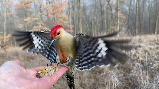 Hand-Feeding the Red-Bellied Woodpecker in Slow Motion.