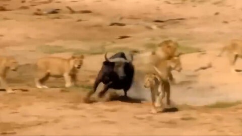 A bull mother's resistance faces an attack by a herd of lions