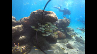 BLUE HERON BRIDGE SCUBA DIVING JUNE 25TH 2020 THE TRAIL