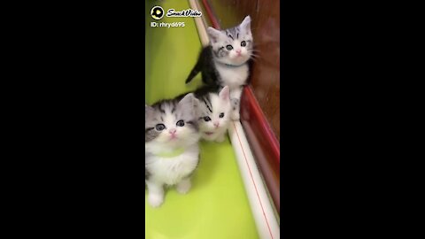 Small kittens with beautiful eyes