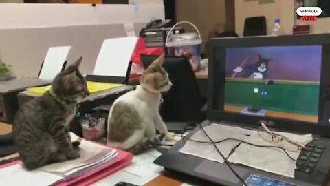 Amazing Video of Two Cats Watching Tom & Jerry | Bayzid Point