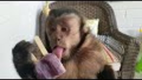 Monkey Enjoys an Ice Cold Popsicle Treat on a Hot Day! Yummy Good to the Last Lick!
