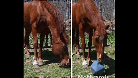 A funny horse showing all his skill with the ball