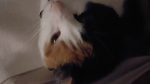 You wont believe it! Cat sings a song while up upside down!